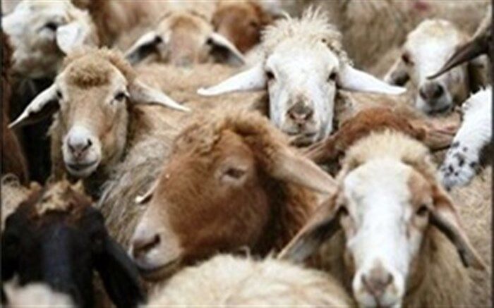 فرایند صادرات دام زنده برای حمایت از تولیدکنندگان تسریع شود