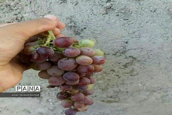 آغاز برداشت شاه‌دانه‌های یاقوتی در روستای خور