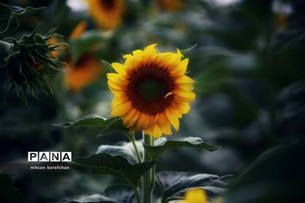 جلوه زیبای مزارع آفتابگردان شهر دانسفهان در آخرین ماه تابستان