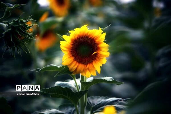 جلوه زیبای مزارع آفتابگردان شهر دانسفهان در آخرین ماه تابستان