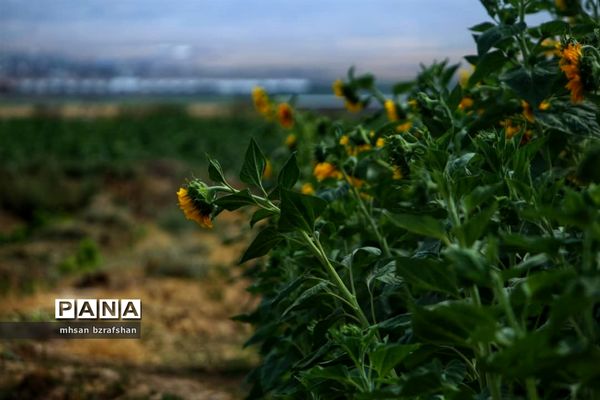 جلوه زیبای مزارع آفتابگردان شهر دانسفهان در آخرین ماه تابستان