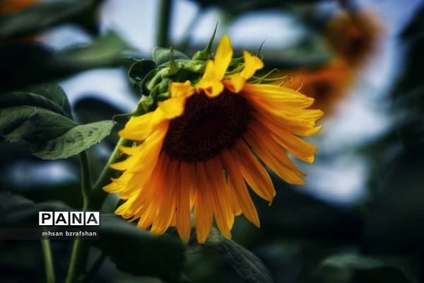 جلوه زیبای مزارع آفتابگردان شهر دانسفهان در آخرین ماه تابستان