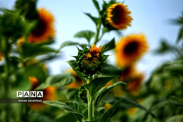 جلوه زیبای مزارع آفتابگردان شهر دانسفهان در آخرین ماه تابستان
