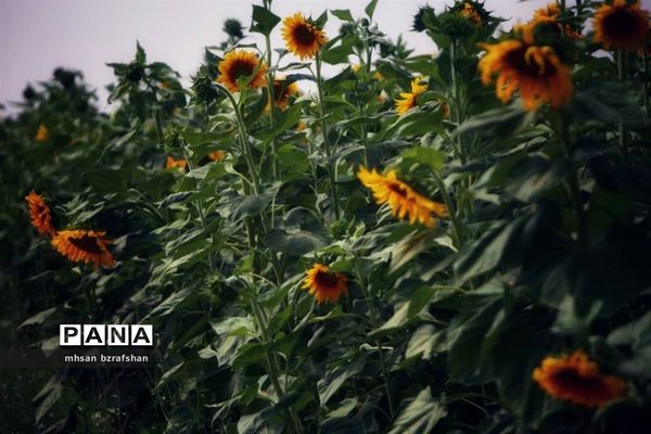 جلوه زیبای مزارع آفتابگردان شهر دانسفهان در آخرین ماه تابستان