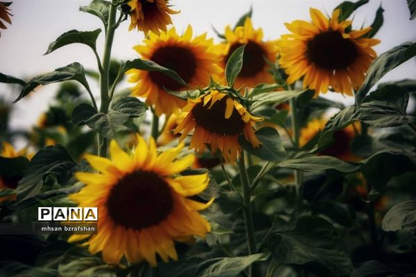 جلوه زیبای مزارع آفتابگردان شهر دانسفهان در آخرین ماه تابستان