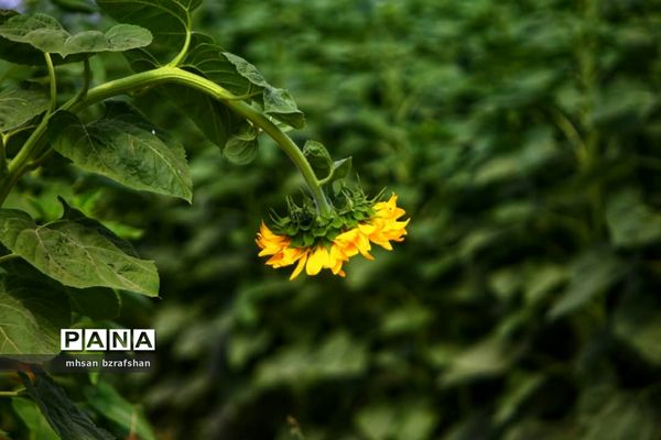 جلوه زیبای مزارع آفتابگردان شهر دانسفهان در آخرین ماه تابستان