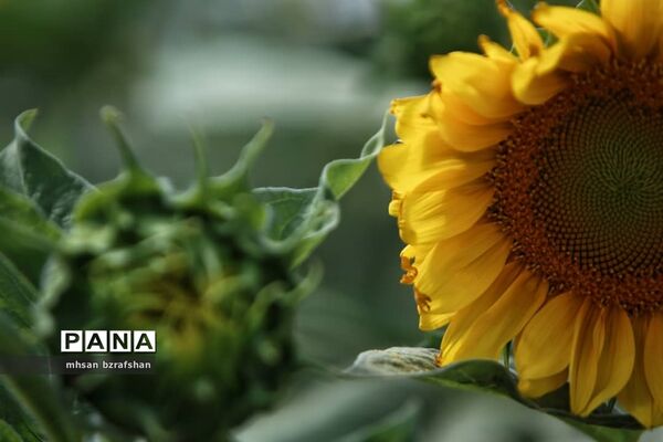جلوه زیبای مزارع آفتابگردان شهر دانسفهان در آخرین ماه تابستان