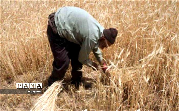واردات گندم با کمک بخش خصوصی انجام می‌شود