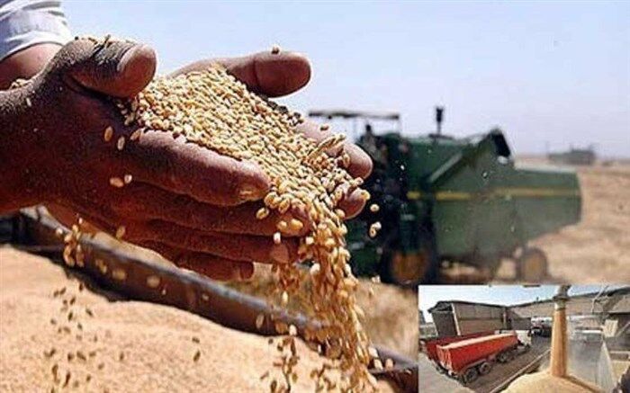 خرید تضمینی گندم در ۱۲ استان بیش از ۱۰۰ درصد رشد داشت