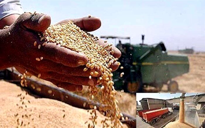 خرید تضمینی گندم در ۱۲ استان بیش از ۱۰۰ درصد رشد داشت