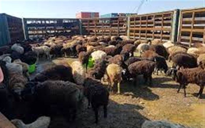 تسویه بدهی دامداران در طرح خرید حمایتی دام تا یک ماه آینده