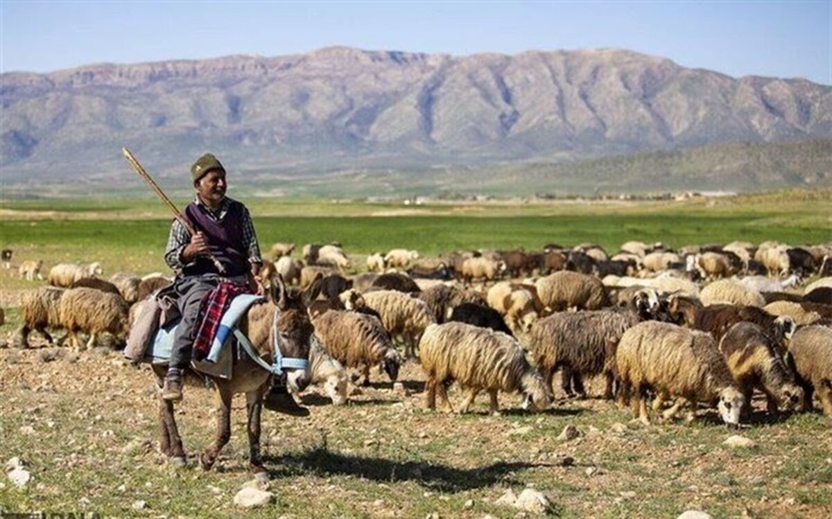 تامین یک چهارم نیاز پروتئینی کشور توسط عشایر فارس