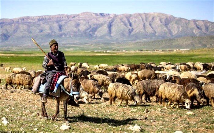 تامین یک چهارم نیاز پروتئینی کشور توسط عشایر فارس