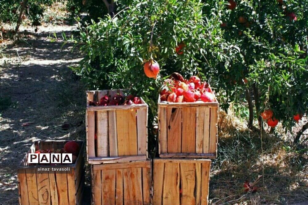 آنچه باید از خواص و مضرات انار بدانید
