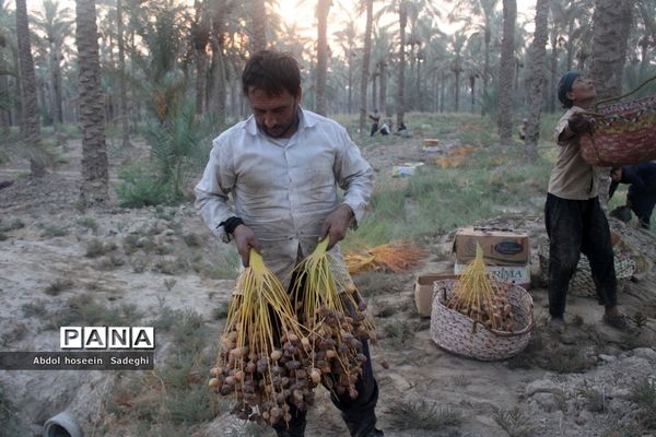 برداشت خرما از نخلستان‌های آب پخش