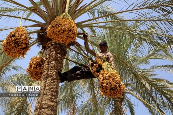 برداشت خرما از نخلستان‌های آب پخش