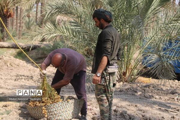 برداشت خرما از نخلستان‌های آب پخش