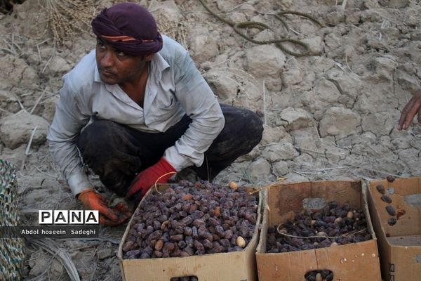 برداشت خرما از نخلستان‌های آب پخش