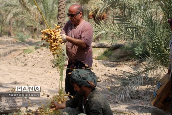 برداشت خرما از نخلستان‌های آب پخش
