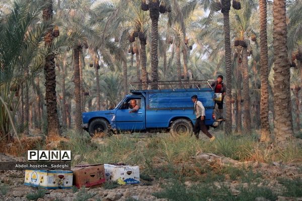 برداشت خرما از نخلستان‌های آب پخش