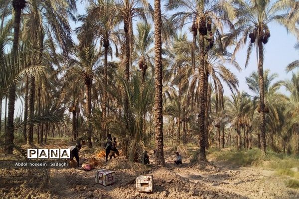 برداشت خرما از نخلستان‌های آب پخش