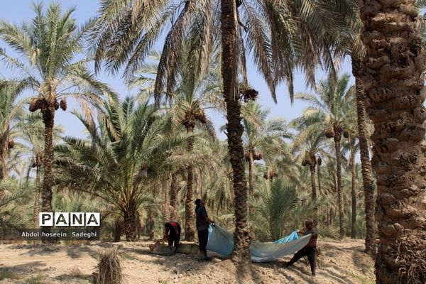 برداشت خرما از نخلستان‌های آب پخش