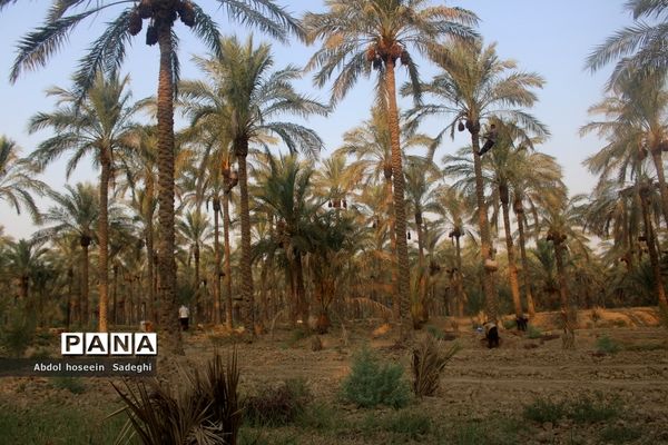 برداشت خرما از نخلستان‌های آب پخش