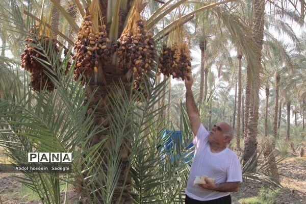برداشت خرما از نخلستان‌های آب پخش