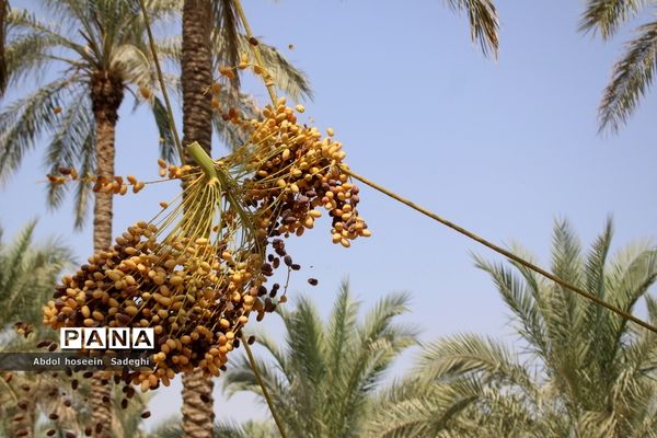 برداشت خرما از نخلستان‌های آب پخش