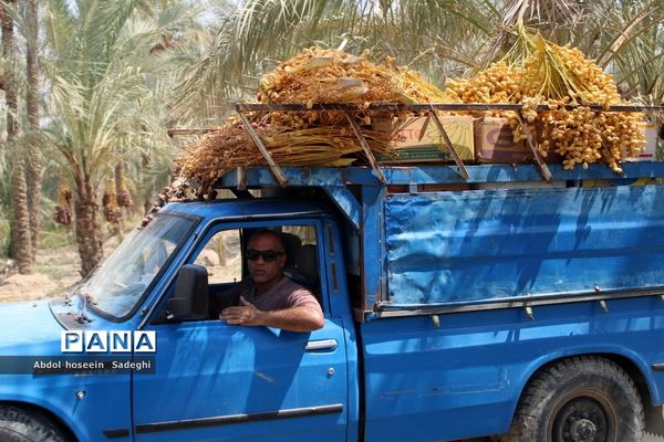 برداشت خرما از نخلستان‌های آب پخش