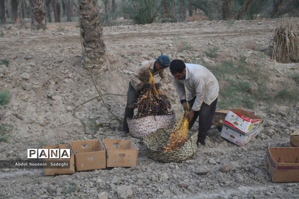 برداشت خرما از نخلستان‌های آب پخش