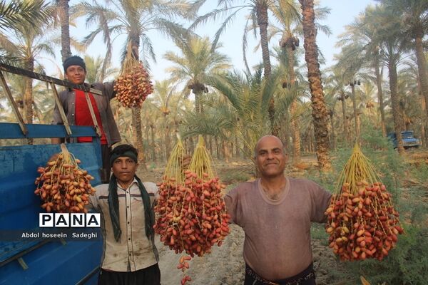 برداشت خرما از نخلستان‌های آب پخش