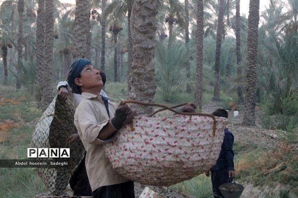 برداشت خرما از نخلستان‌های آب پخش