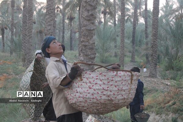 برداشت خرما از نخلستان‌های آب پخش