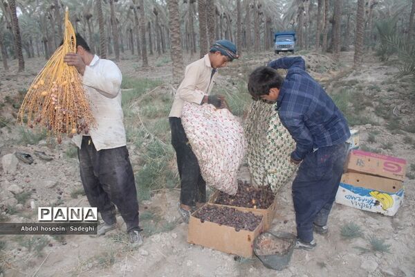 برداشت خرما از نخلستان‌های آب پخش