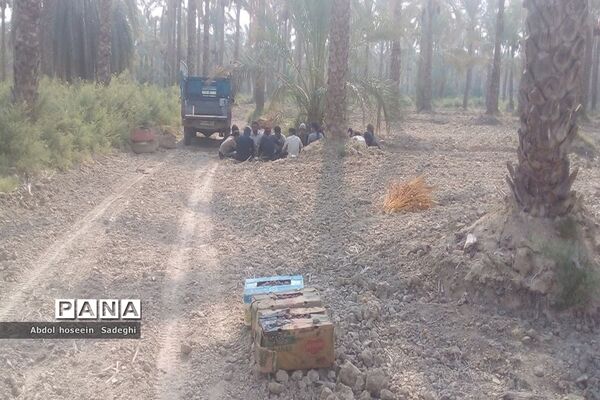 برداشت خرما از نخلستان‌های آب پخش