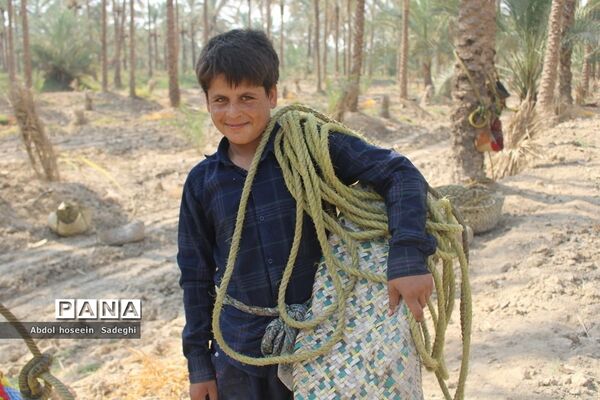 برداشت خرما از نخلستان‌های آب پخش