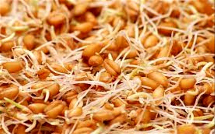 ‌فواید و مضرات جوانه گندم