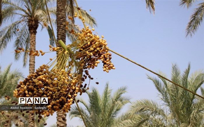 برگزاری میز ملی خرما در حمایت از تولیدکنندگان