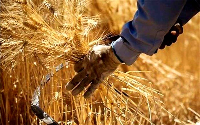 قیمت جدید خرید تضمینی گندم اعلام شد