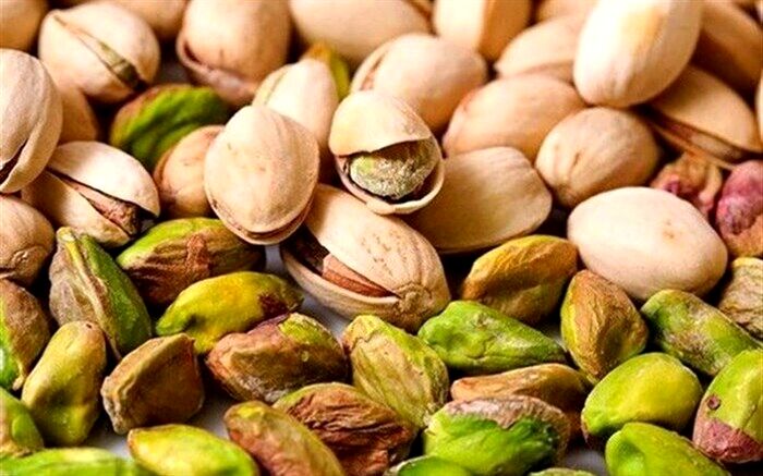 بیش از ۲۲۰ تُن پسته خشک در کاشمر برداشت می‌شود