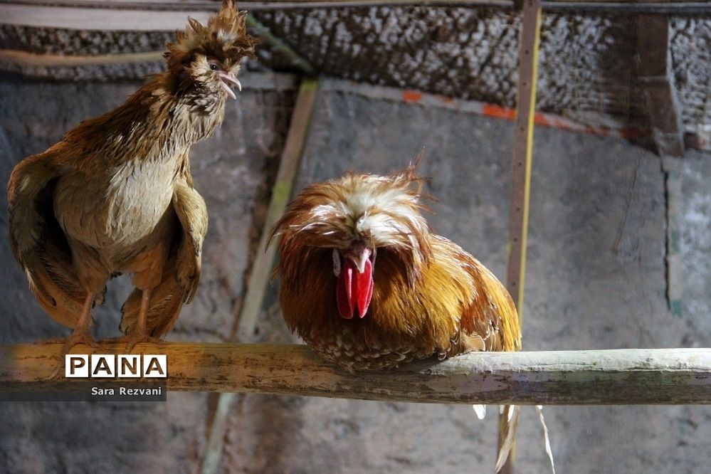 باغ پرندگان شهر مشهد