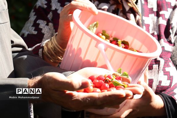 یاقوت ناب کلیبر از تولید تا فرآوری