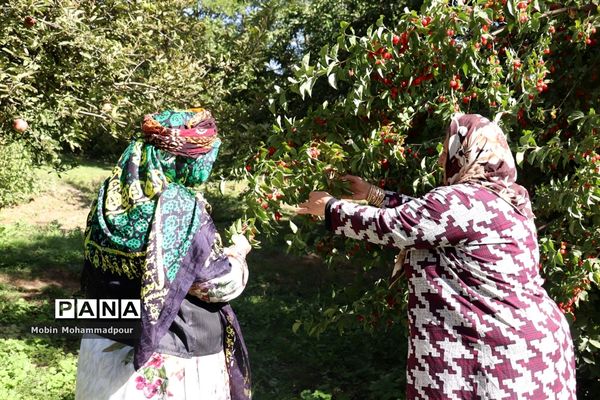 یاقوت ناب کلیبر از تولید تا فرآوری