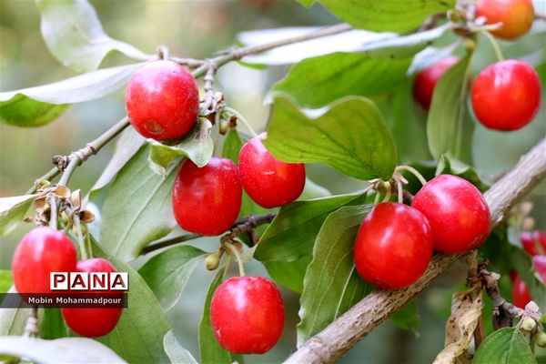 یاقوت ناب کلیبر از تولید تا فرآوری