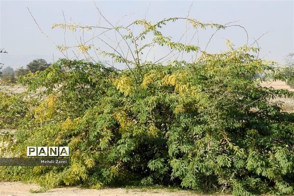 طبیعت زیبای بند ریگ فراشبند