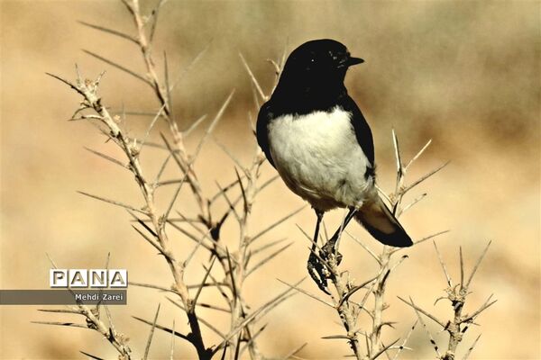 طبیعت زیبای بند ریگ فراشبند