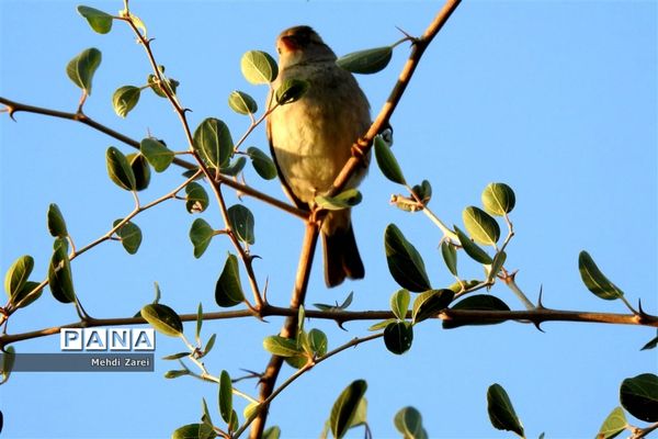 طبیعت زیبای بند ریگ فراشبند