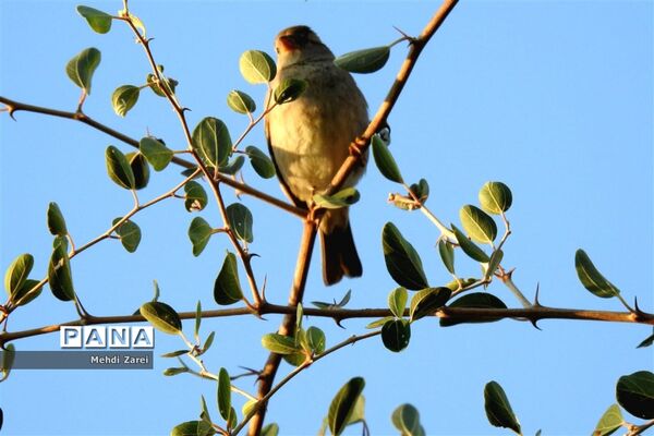 طبیعت زیبای بند ریگ فراشبند