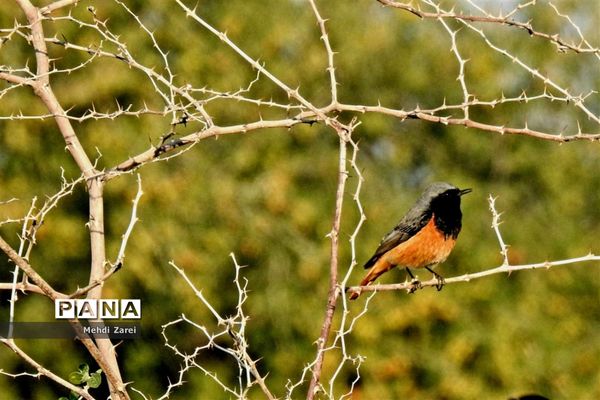 طبیعت زیبای بند ریگ فراشبند